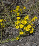 Maryland goldenaster